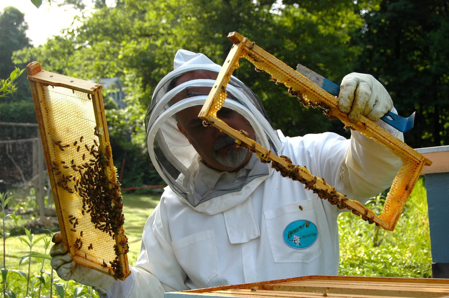 beekeeper-in-white-suit-holding-two-honeycomb-frames-with-bees-outdoors