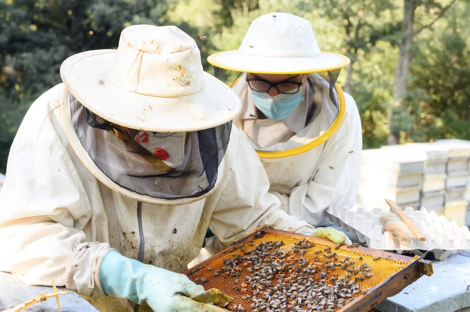two-beekeepers-in-protective-gear-inspecting-honeycomb-frame-outdoors